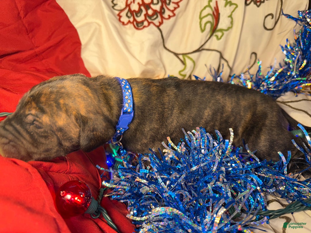 Great Dane dogs for sale: Mylar - Ad 2