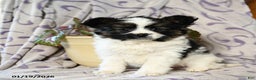 Papillon dogs for sale: Elmo - Ad 4