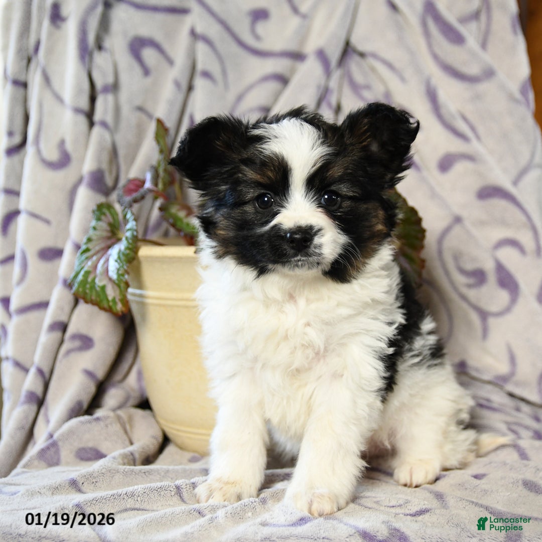 Papillon dogs for sale: Elmo - Ad 4