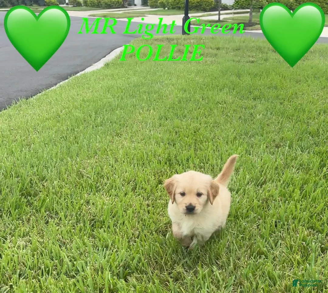 Golden Retriever dogs for sale: Golden Retriever light green  - Ad 2