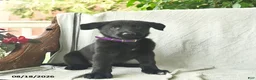 German Shepherd dogs for sale: Ginger  - Ad 3