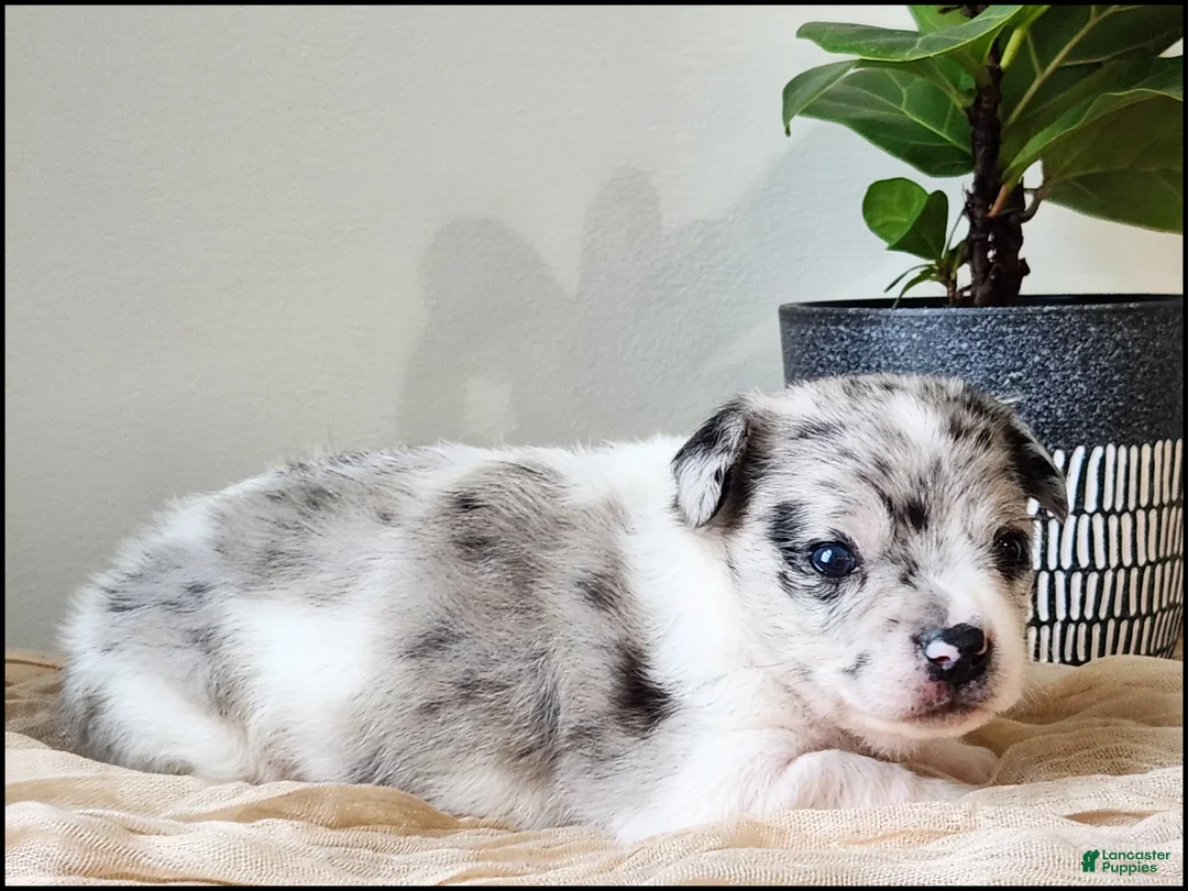 Chihuahua dogs for sale: Trystan - Ad 1