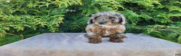 Mini Bernedoodle dogs for sale: Leasha - Ad 8