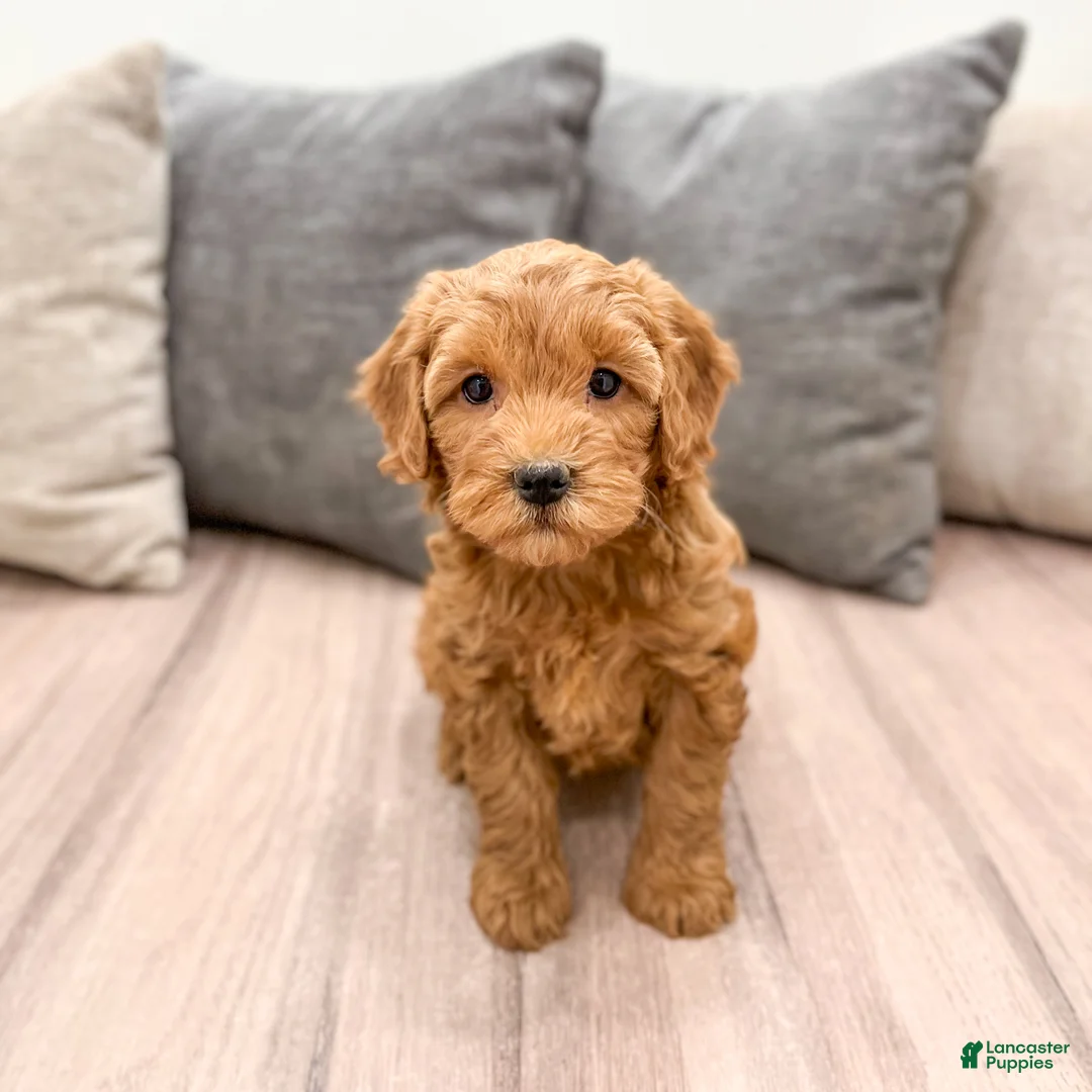 Goldendoodle dogs for sale: Betty - Ad 2