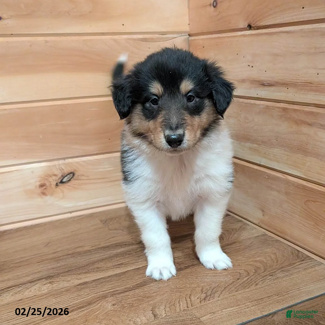 Collie dogs for sale: Rascal - Ad 1