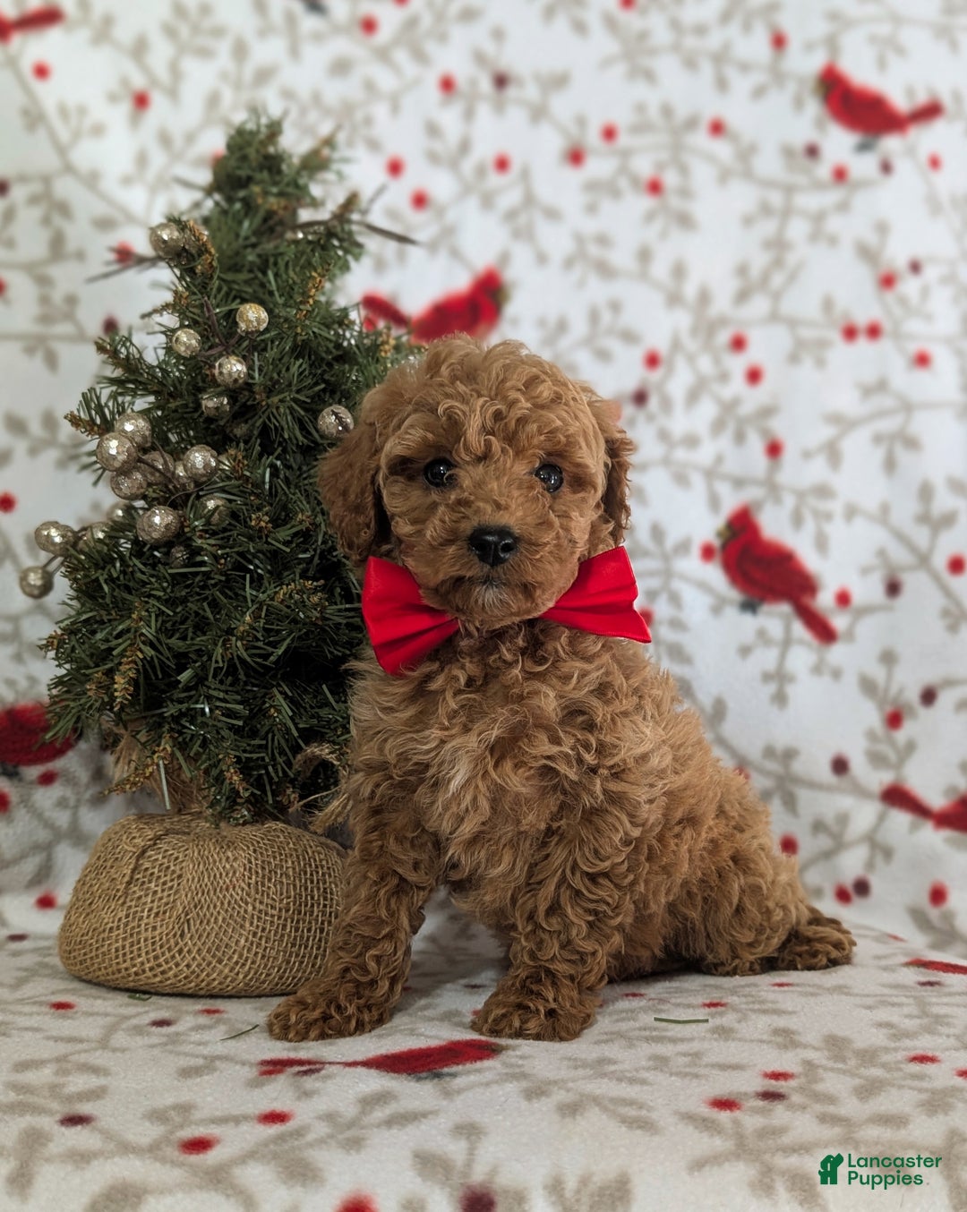 Miniature Poodle dogs for sale: Brogan - Ad 2