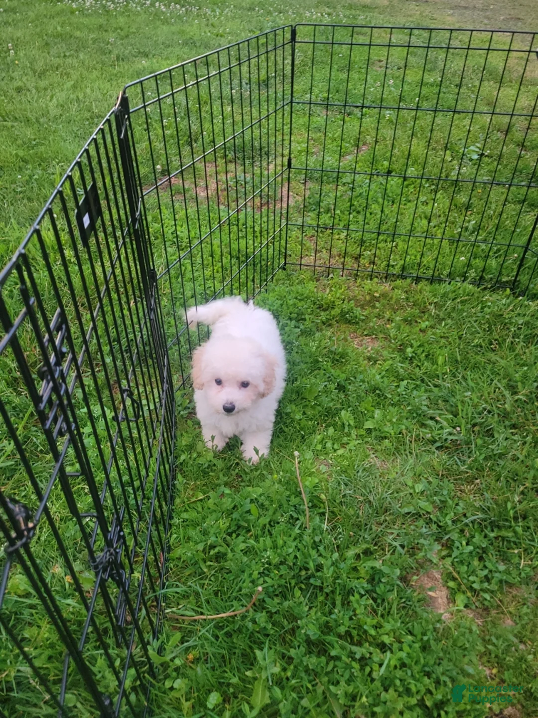 Bichon Frise dogs for sale: Archie - Ad 3