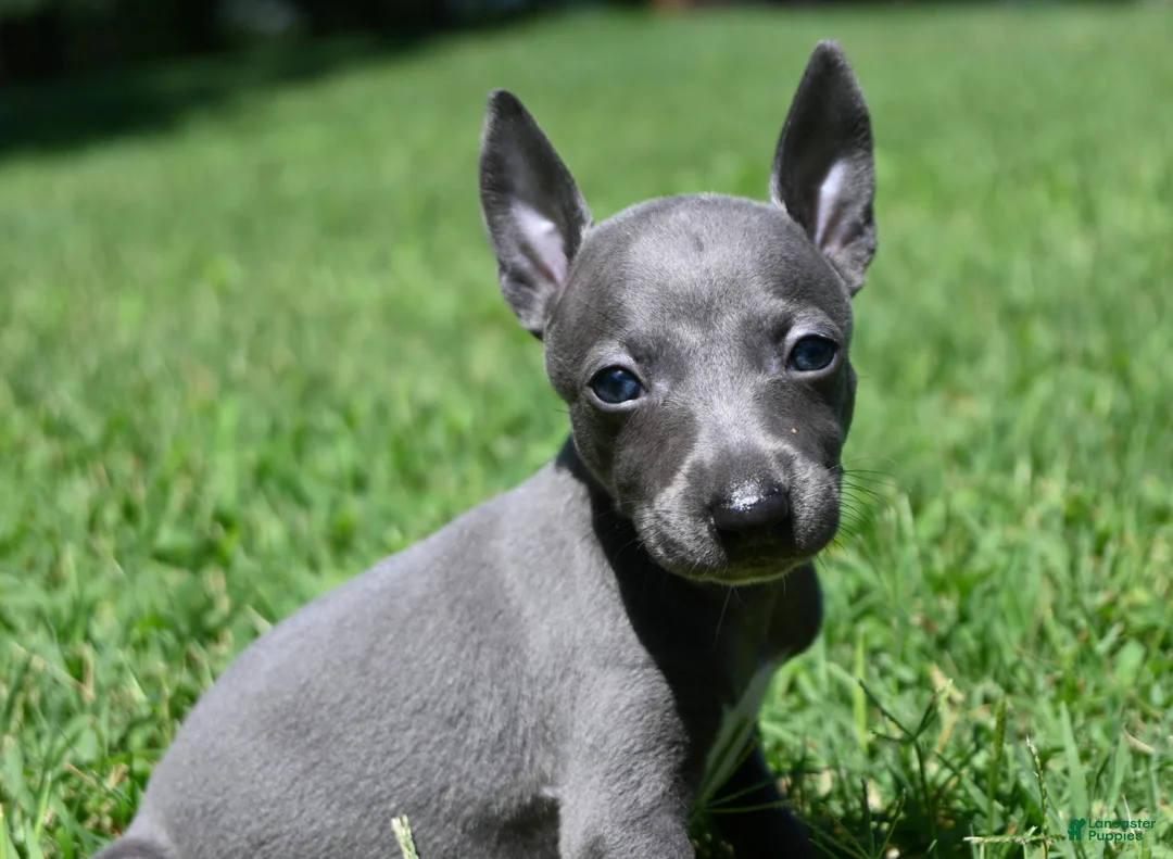 Italian Greyhound dogs for sale: Misa - Ad 1