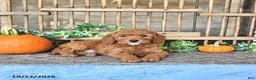 Mini Goldendoodle dogs for sale: Blaze - Ad 4