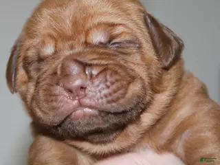 Dogue De Bordeaux dogs Dogue De Bordeaux Puppy 6 - Ad 7
