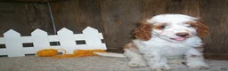 Cavapoo dogs for sale: Buzz - Ad 5