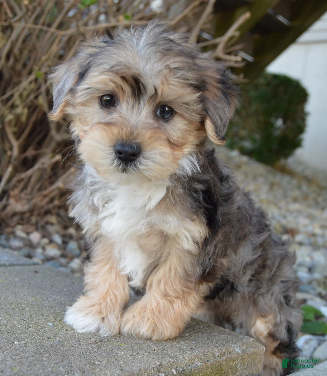 Yorkiepoo dogs for sale: Simba - Ad 1
