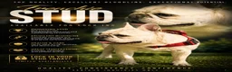 French Bulldog dogs for stud: ROCKY - Ad 1