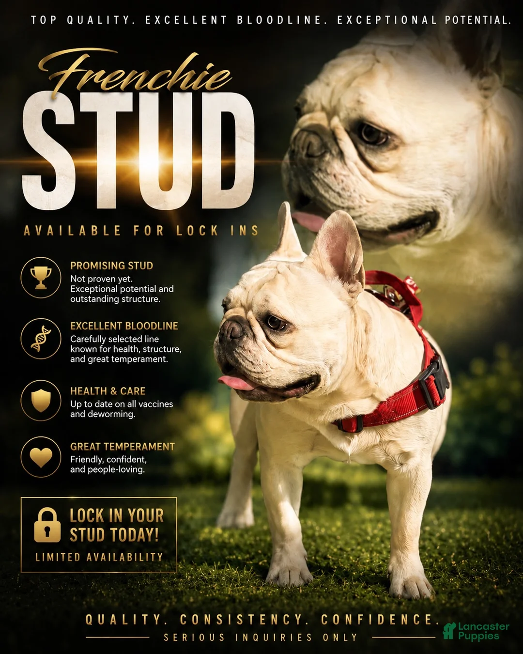 French Bulldog dogs for stud: ROCKY - Ad 1
