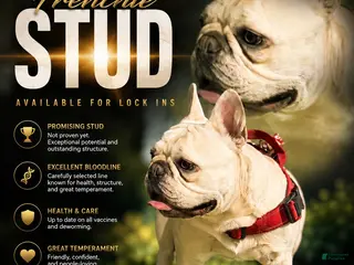 French Bulldog dogs for stud: ROCKY - Ad 1