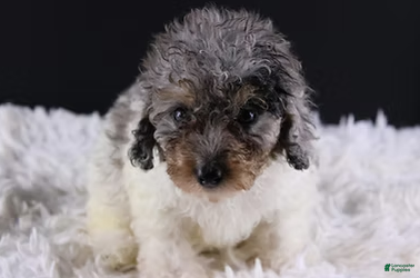 Toy Poodle dogs for sale: Jasper - Ad 2