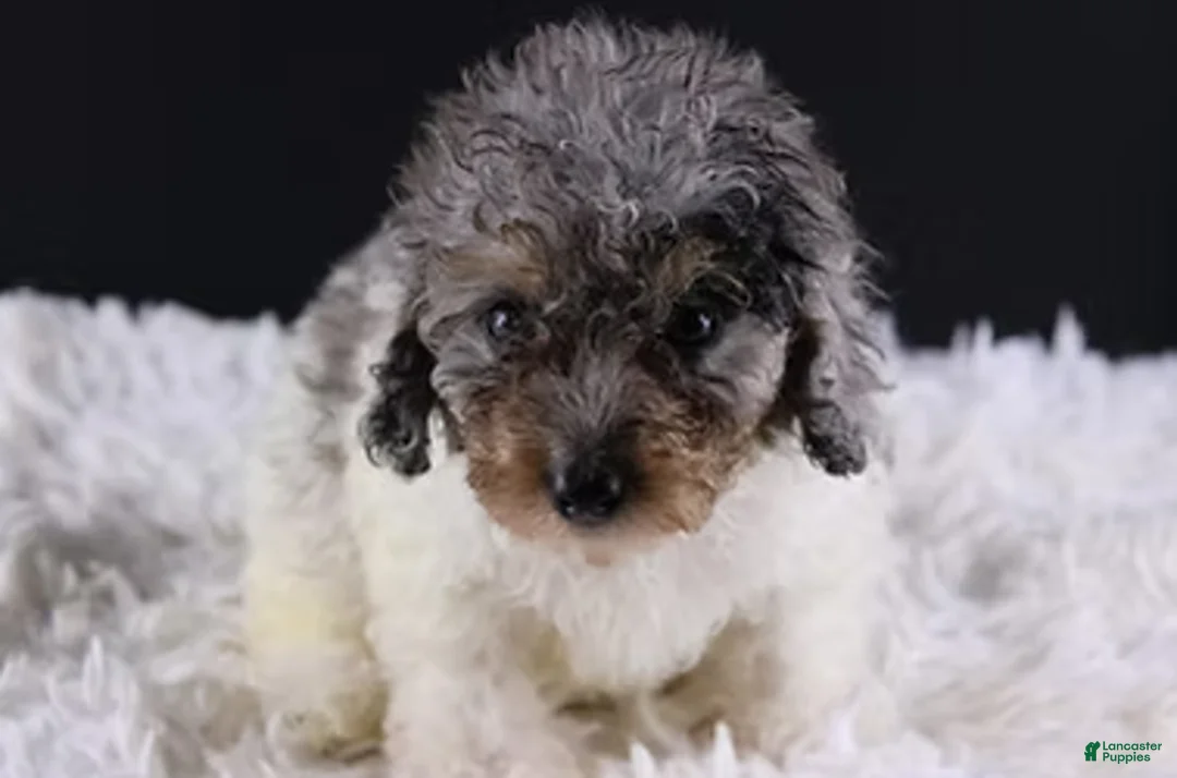 Toy Poodle dogs for sale: Jasper - Ad 1