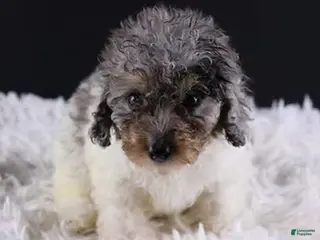 Toy Poodle dogs Jasper - Ad 22