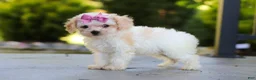 Cavapoo dogs for sale: Maisie - Ad 7
