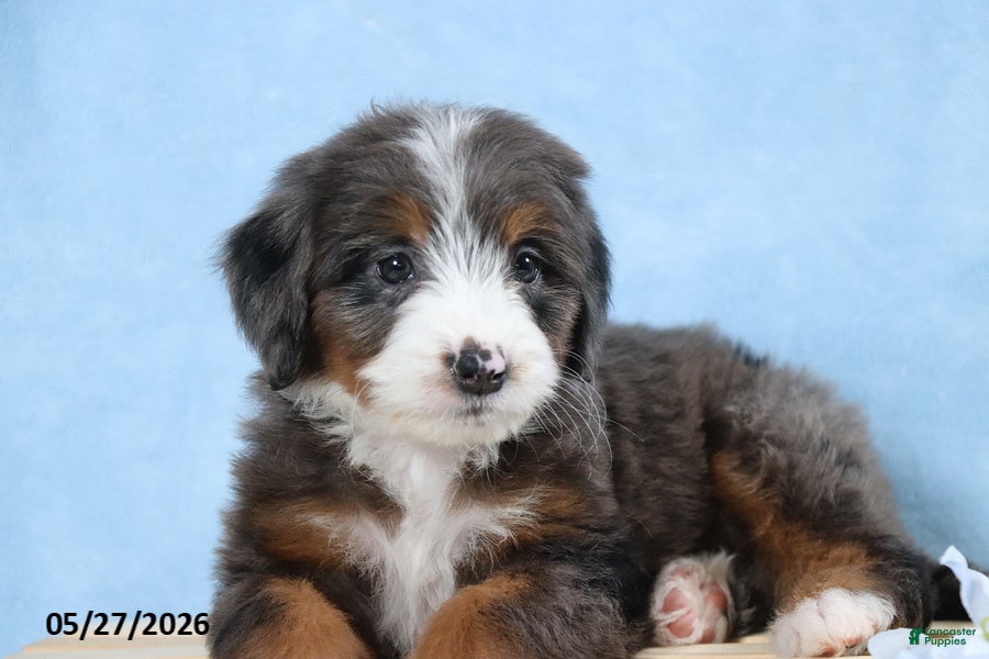 Mini Bernedoodle dogs Tasha - Ad 2