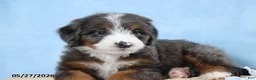 Mini Bernedoodle dogs for sale: Tasha - Ad 2