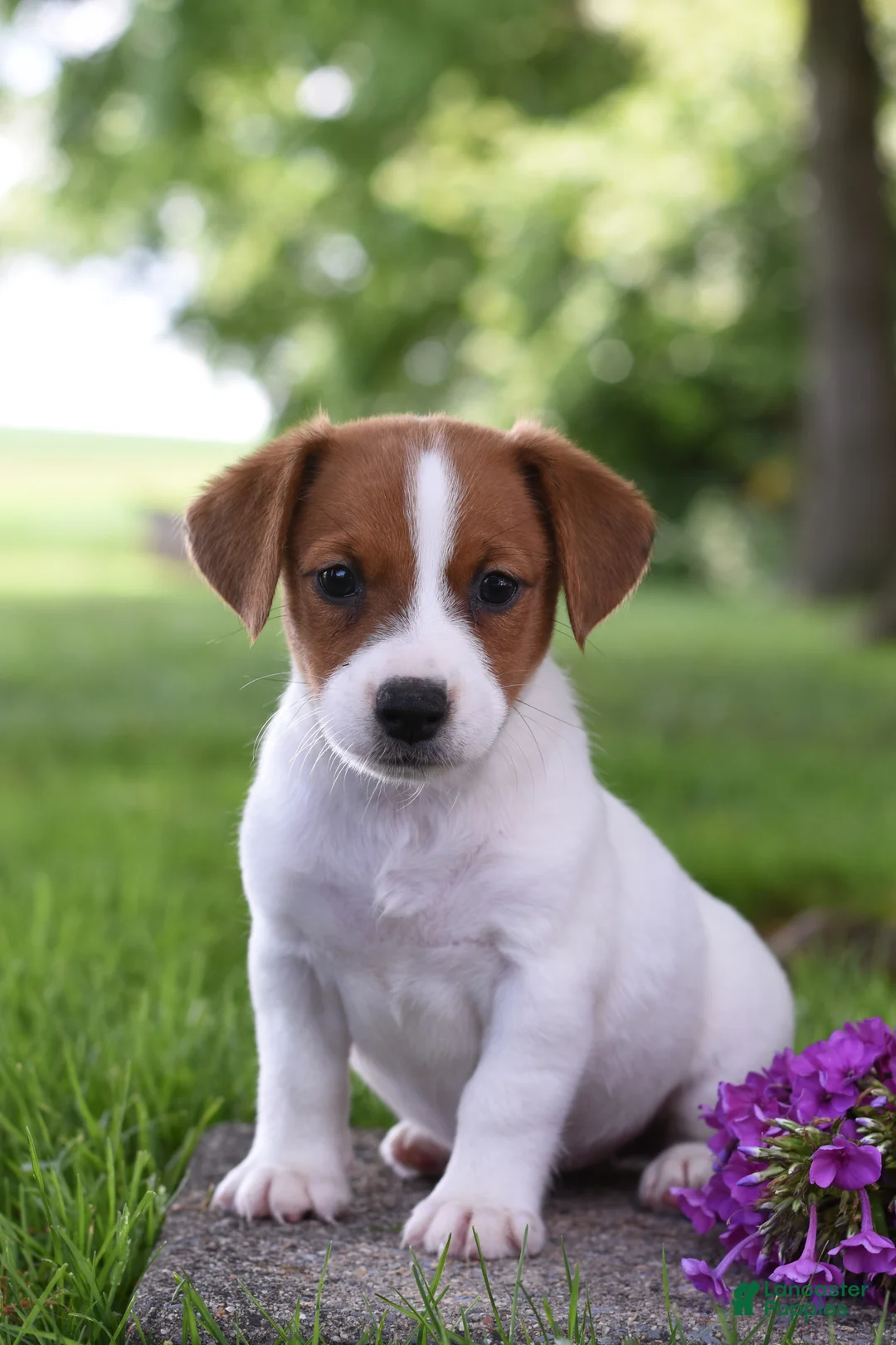 Jack Russell Terrier dogs for sale: Lily - Ad 1