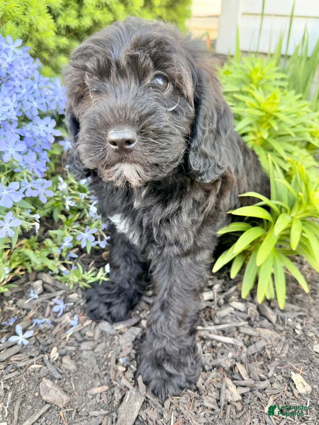 Shihpoo dogs for sale: Ray - Ad 6