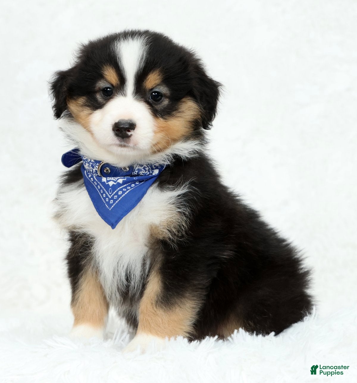 Australian Shepherd dogs Leo - Ad 1