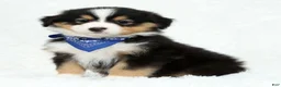Australian Shepherd dogs for sale: Leo - Ad 1
