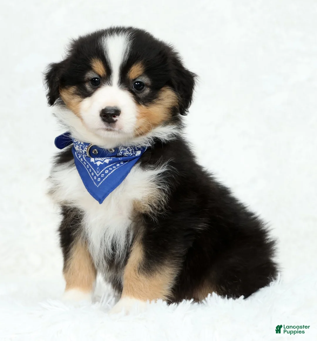 Australian Shepherd dogs for sale: Leo - Ad 1
