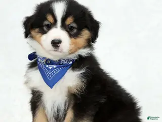 Australian Shepherd dogs for sale: Leo - Ad 2