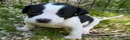 Mixed Breed dogs for sale: Lucky - Ad 6