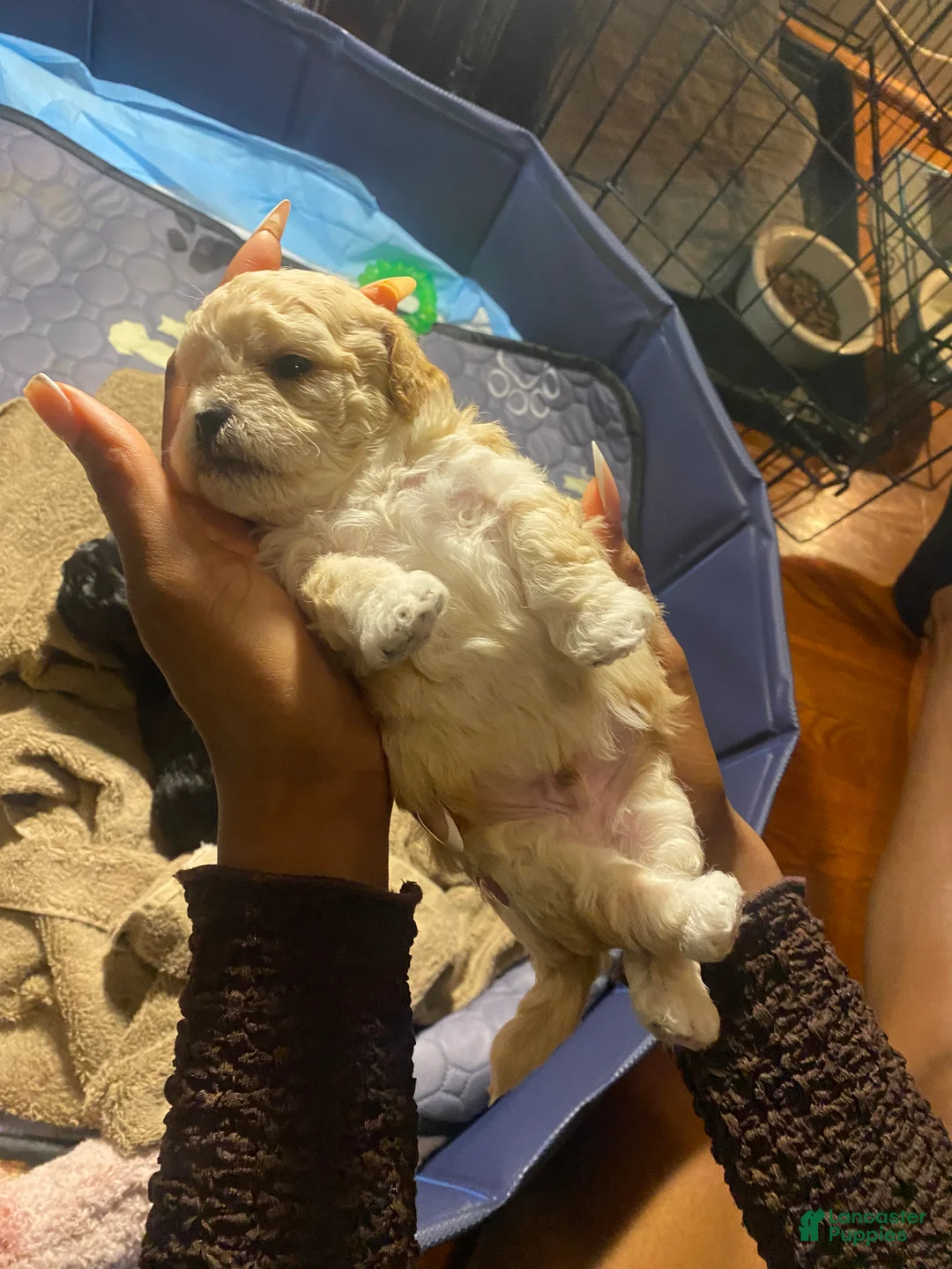 Shihpoo dogs for sale: Shihpoo Puppy 3 Golden - Ad 2