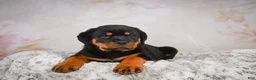 Rottweiler dogs for sale:  Sasha 🐾 - Ad 14