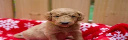 Goldendoodle dogs for sale:  Bobby - Ad 1