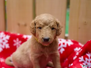 Goldendoodle dogs for sale: Bobby - Ad 2