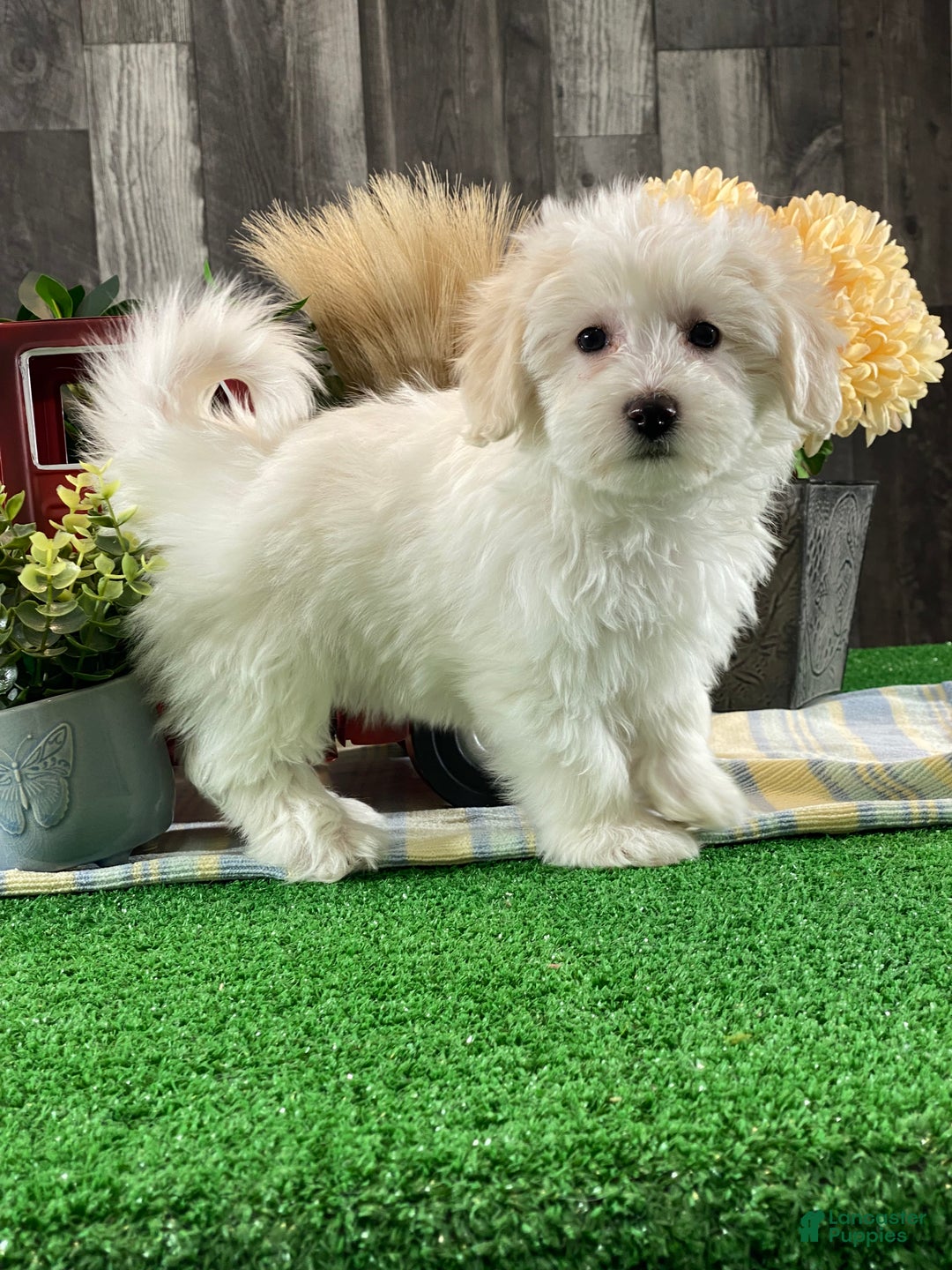 Mixed Breed dogs for sale: Ava - Ad 2