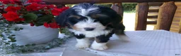 Mini Bernedoodle dogs for sale: Brenda - Ad 6