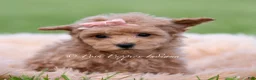 Maltipoo dogs for sale: Journey - Ad 4