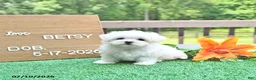 Maltese dogs for sale: Betsy - Ad 4