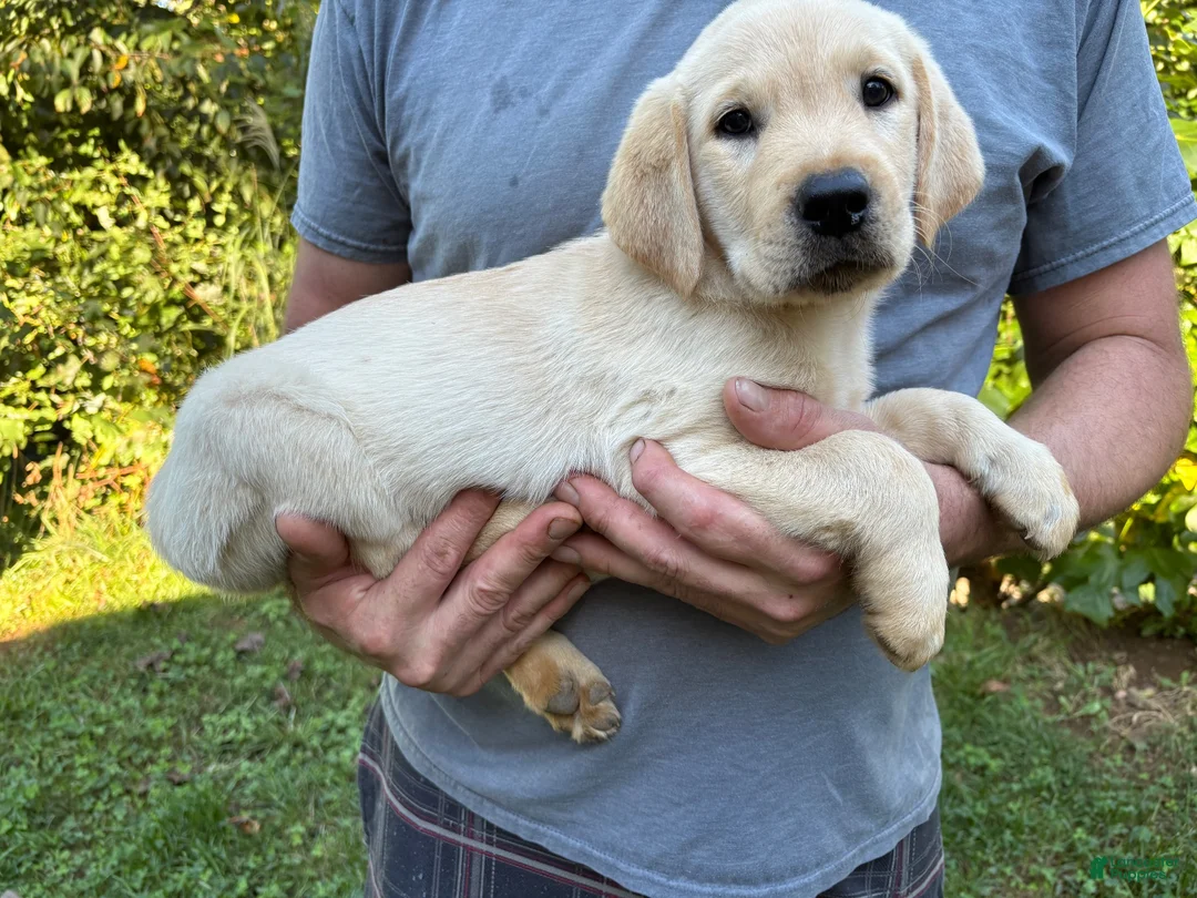 Goldador dogs for sale: Goldador Boy - Ad 3