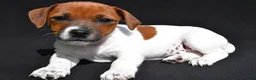 Jack Russell Terrier dogs for sale: Daisy - Ad 6