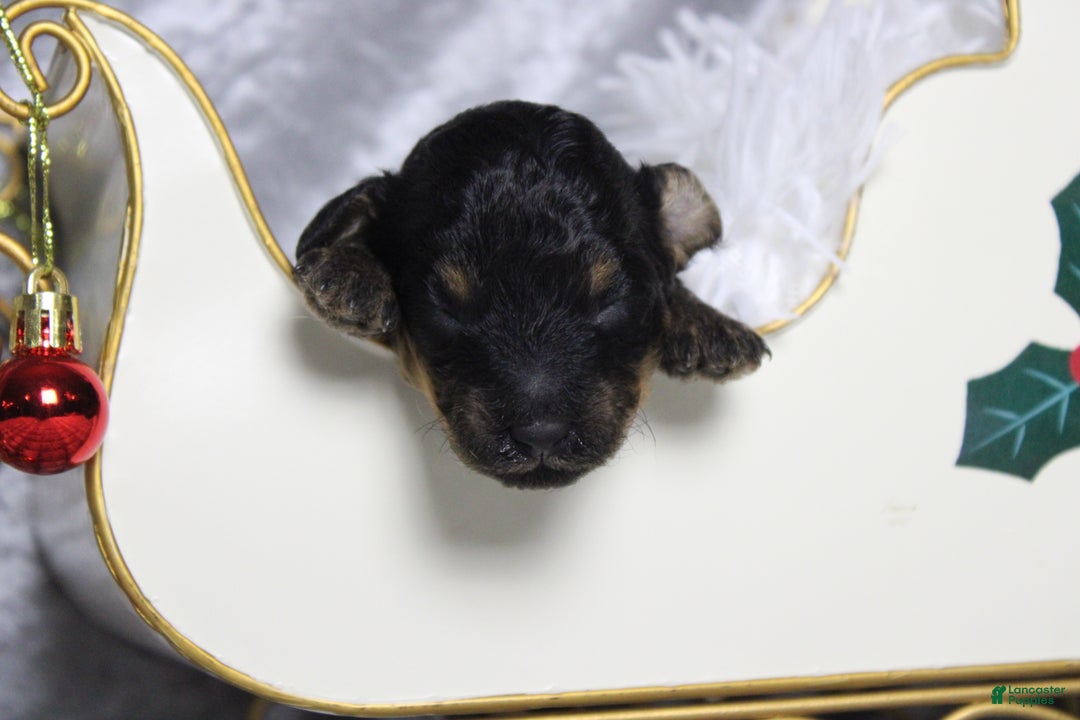 Toy Poodle dogs for sale: Jasper  - Ad 3