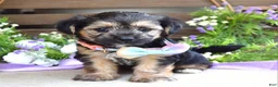 Morkie dogs for sale: Fiona  - Ad 6