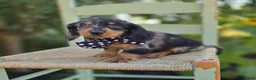Miniature Dachshund dogs for sale: Bingo - Ad 5
