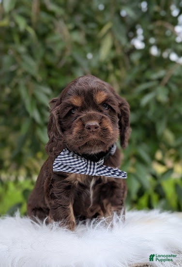 Cocker Spaniel dogs Duke - Ad 1