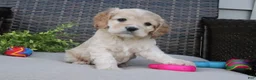 Cocker Spaniel dogs for sale: Ferris - Ad 3