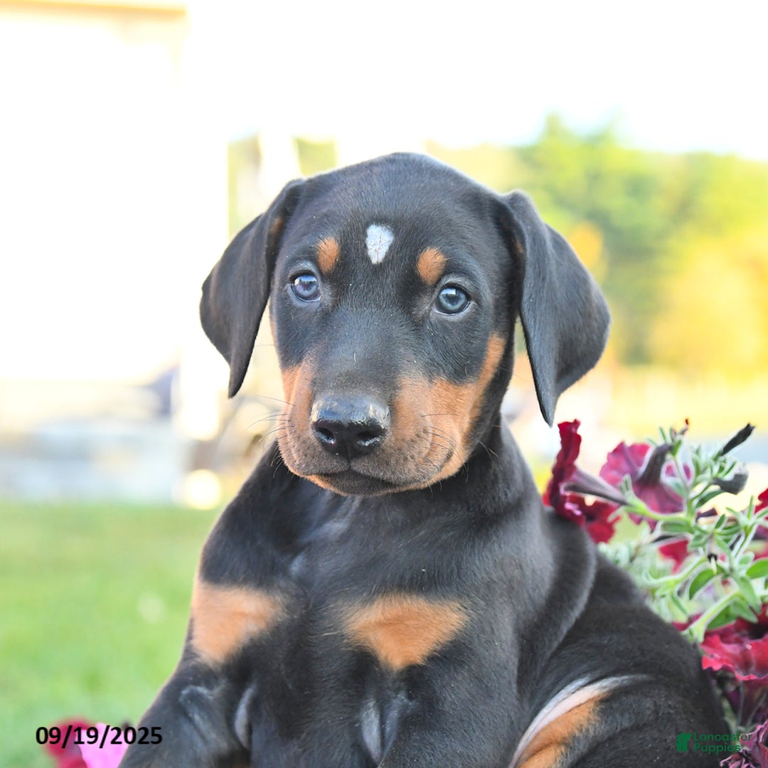 Doberman Pinscher dogs for sale: Flora   - Ad 18