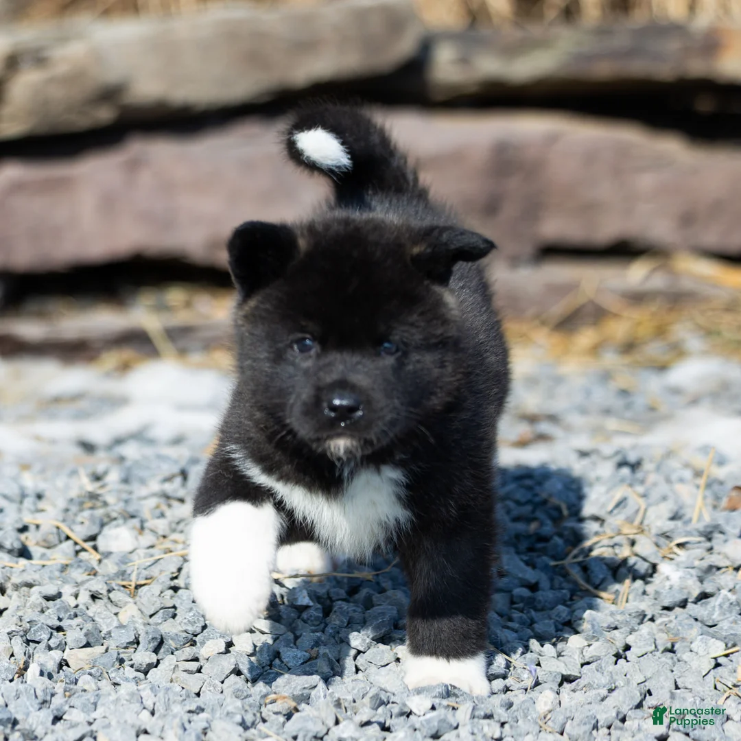 Akita dogs for sale: Fletcher Akita Puppy  - Ad 1