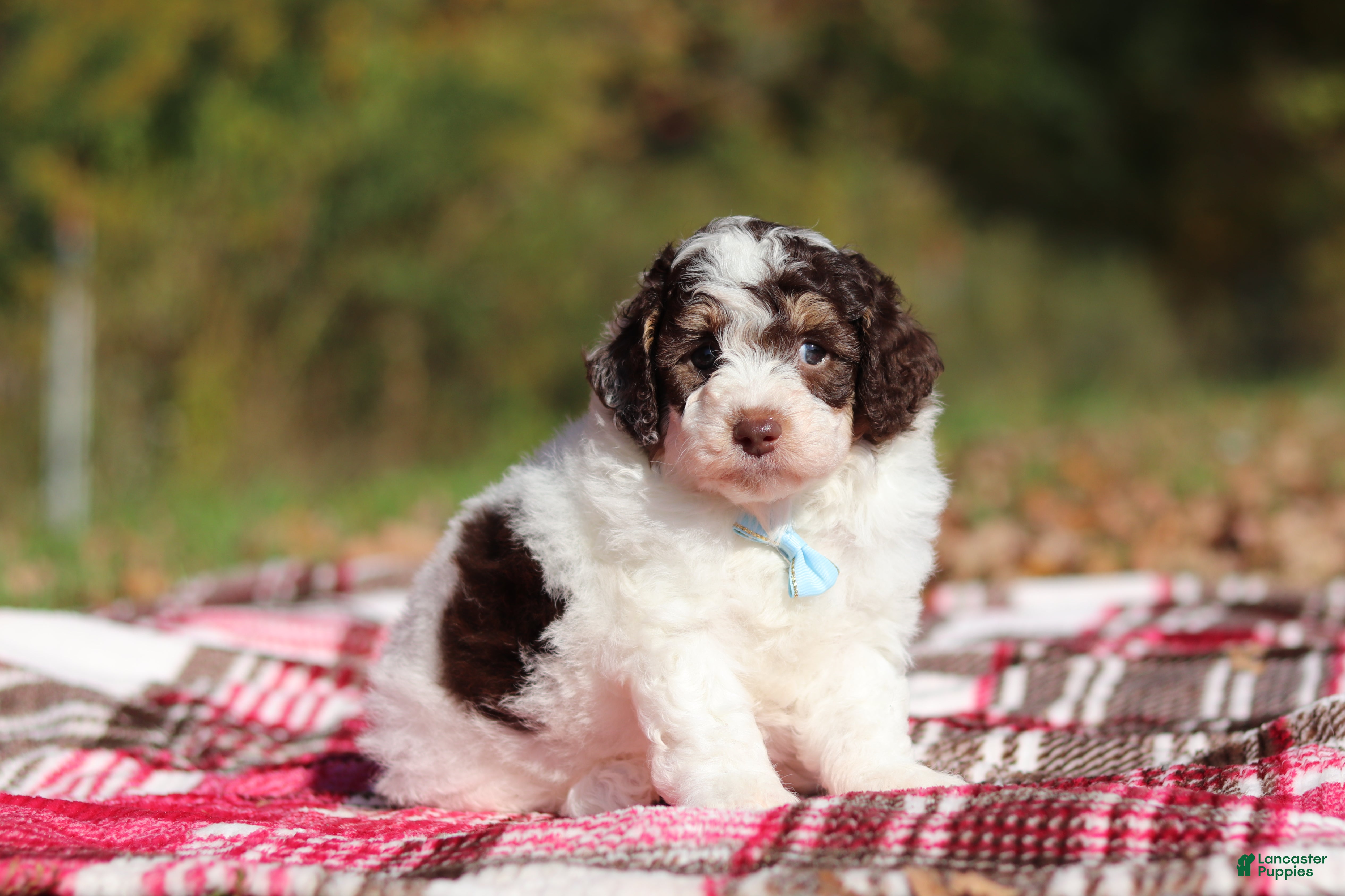 Miniature Poodle dogs Judd (AKC) - Ad 2